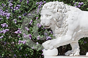 White lion and lilac bush