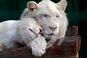 White lion and lioness gently pressed their heads to each other