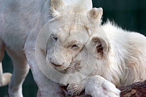 White lion and lioness show each other tenderness and love