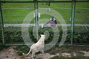 White lion lioness. Wild animal and wildlife. Animal in zoo. White lion lioness in zoo park. Wildlife and fauna. Panthera leo