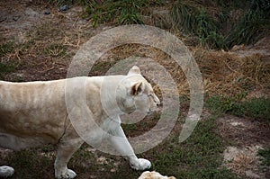 White lion lioness in zoo park. Wildlife and fauna. Panthera leo krugeri. White lion lioness. Wild animal and wildlife. Animal in