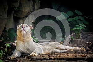 White lion looked up from afar,