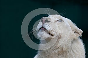 White lion looks very carefully up