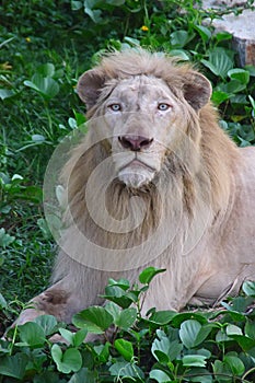 White lion lying down with head straight looking into the camera