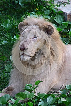 White lion lying down with head straight looking somewhere else in deep thought