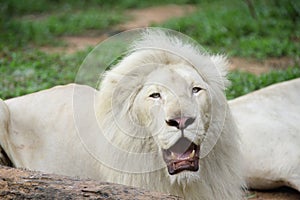 White lion lying on the ground