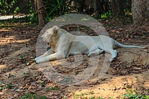 White lion is lying in the shade of tree during summer forest.