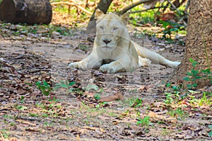 White lion is lying in the shade of tree during summer forest.