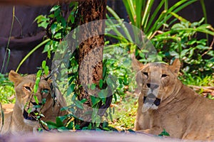 White lion is lying in the shade of tree during summer forest.