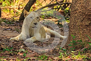 White lion is lying in the shade of tree during summer forest.