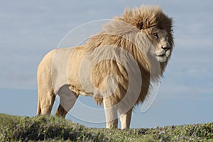 White Lion Male