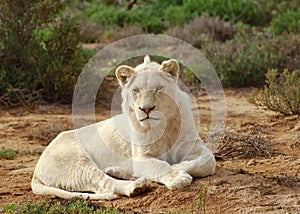 White Lion Male