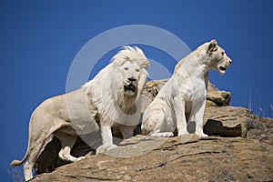 White Lion male and female on the lookout