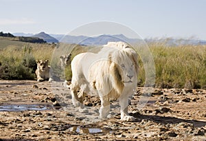 White Lion male stalking with females looking on in the background