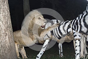 White lion maul a fake zebra