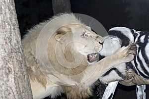 White lion maul a fake zebra