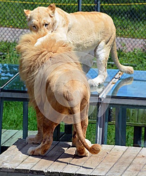 The white lion is occasionally found in wildlife reserves in South Africa