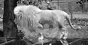 The white lion is occasionally found in wildlife reserves in South Africa