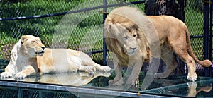 The white lion is occasionally found in wildlife reserves in South Africa