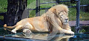 The white lion is occasionally found in wildlife reserves in South Africa