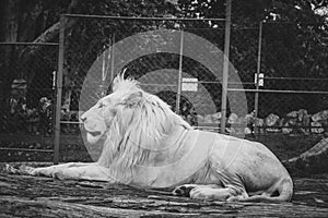 White lion or Panthera leo krugeri