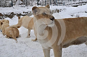 White lion (Panthera leo krugeri)