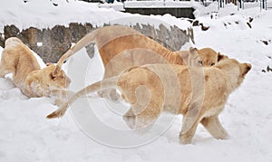 White lion (Panthera leo krugeri)