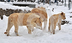 White lion (Panthera leo krugeri)