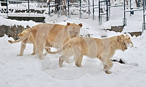 White lion (Panthera leo krugeri)