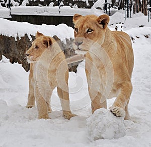 White lion (Panthera leo krugeri)