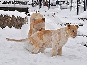 White lion (Panthera leo krugeri)