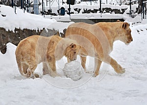 White lion (Panthera leo krugeri)