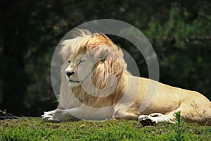 White lion Panthera leo krugeri