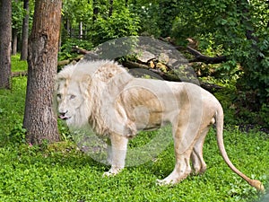 White lion (Panthera leo krugeri)