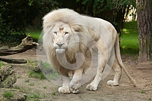 White lion Panthera leo krugeri.