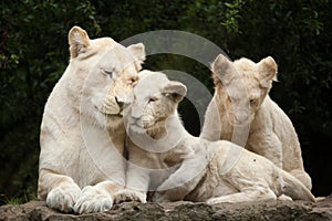 White lion Panthera leo krugeri.