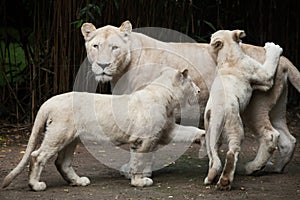 White lion Panthera leo krugeri.