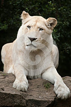 White lion Panthera leo krugeri.