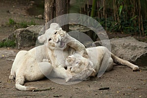 White lion Panthera leo krugeri.