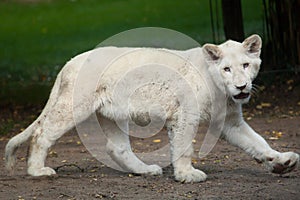 White lion Panthera leo krugeri. photo