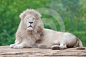 White lion