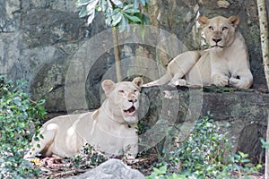 White lion