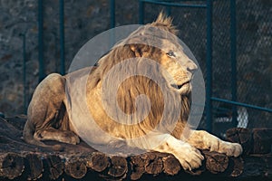 White Lion Panthera leo melanochaita