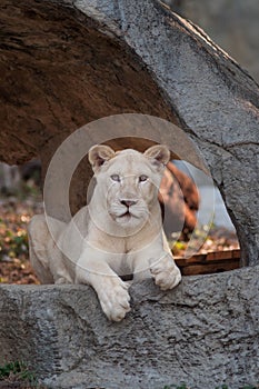 White Lion (Panthera leo) portrait