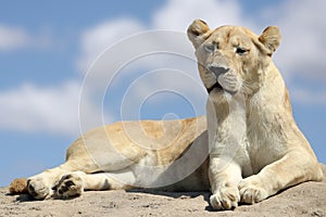 The white lion (Panthera leo) is a rare color mutation of the lion