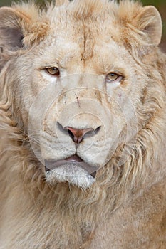 White lion portrait