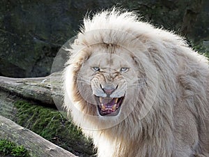 White Lion