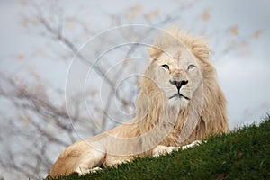 White lion portrait