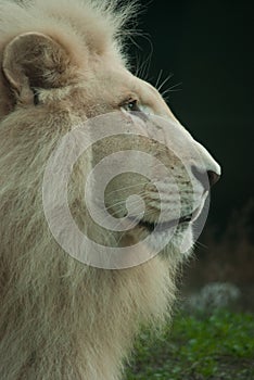 White lion portrait