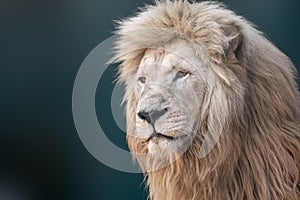 White lion portrait, looking left close-up